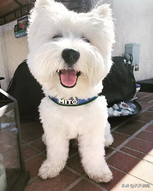 鐙楀瓙鎶吙鎾掑翱,鐙楀瓙鎾掑翱鎶吙