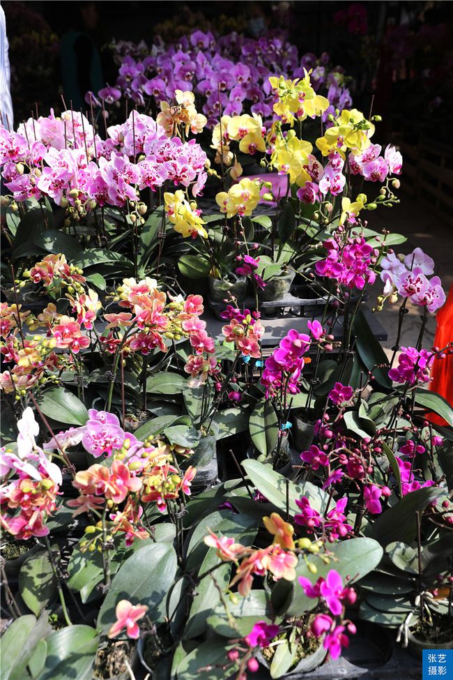 广州逛花市去哪里最好,广州岭南花卉市场人气旺似行花街