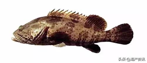 海洋科普世界上都有什么鱼,十种受欢迎的海鲜鱼类