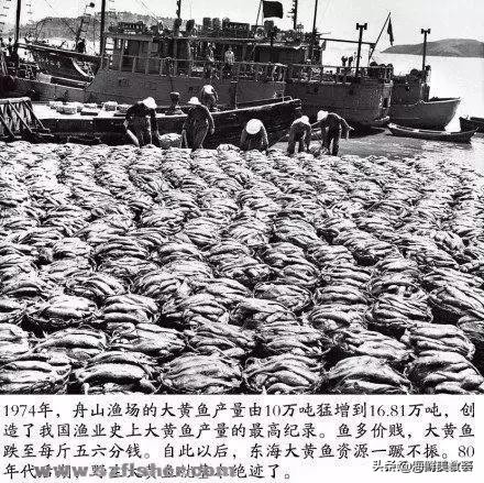 曾是四大海产之一,靠叫声互相识别,却被人类用噪声团灭