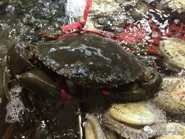 这些诱人的美食你吃过吗,世界上顶级海鲜大全你吃过几种