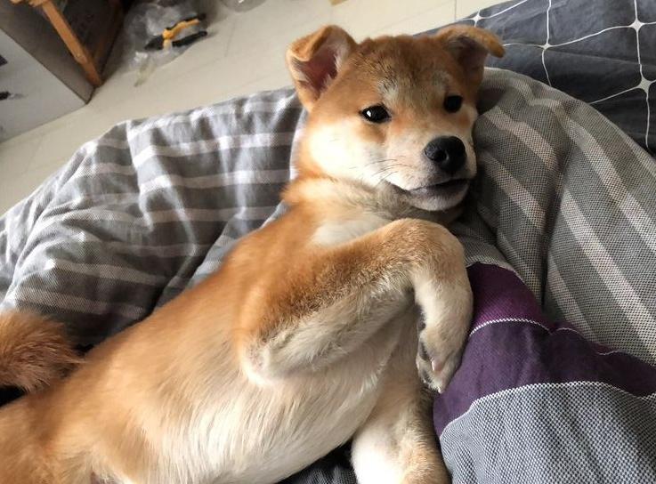 柴犬缺钙会有哪些症状,柴犬缺钙吃什么钙片