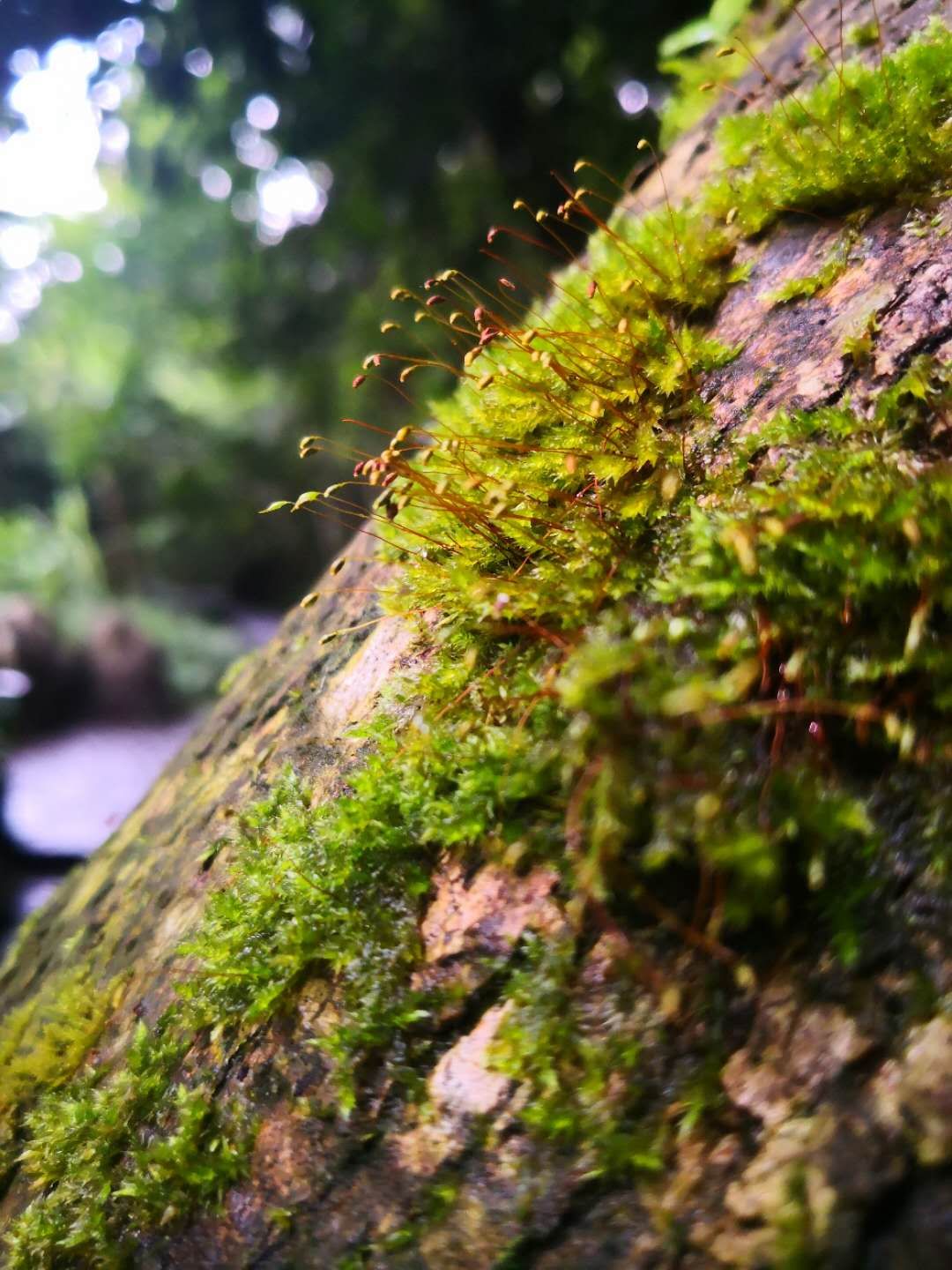 荔波小七孔的水是哪里来的,贵州荔波大七孔一天时间够吗