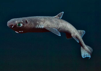 观赏鱼鲨鱼种类图片大全,鲨鱼百科知识大全幼儿