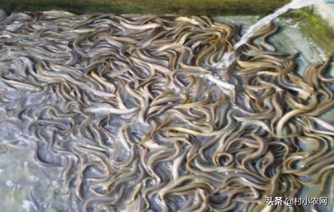 2024农村创业种植什么前景好,农民创业适合种什么