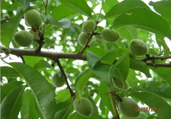 专家介绍天门冬氨酸钙,天门冬氨酸钙好吗