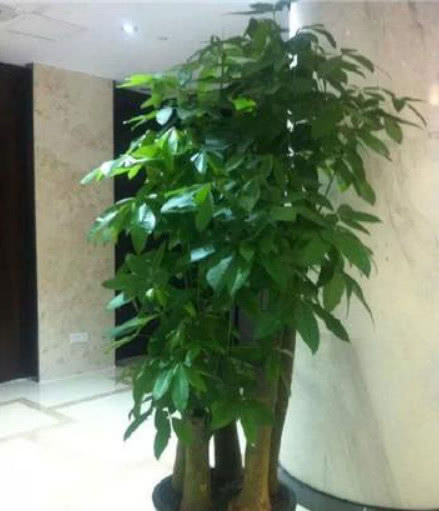 买的发财树的土很板结如何改善,发财树盆土板结怎么处理