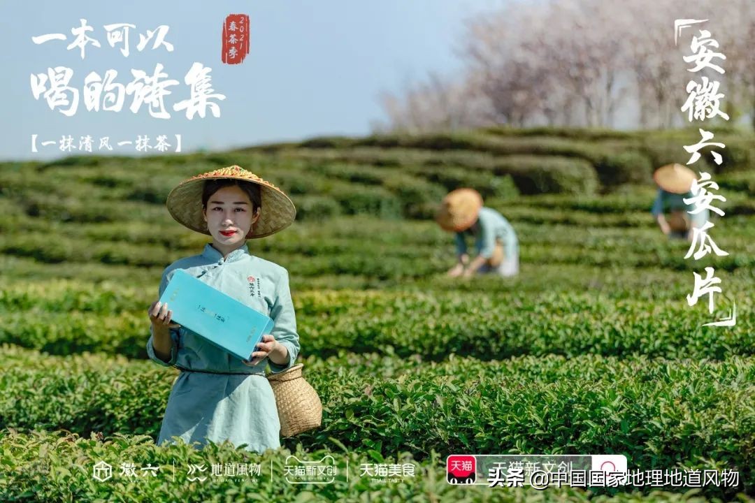 中国茶叶分布图,中国茶区详细分布图