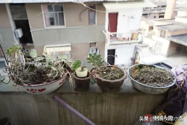 武汉发烧37.6,发烧37.9℃