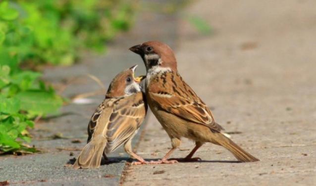 农村常见的动物抓了判刑,农村常见的10种野生动物