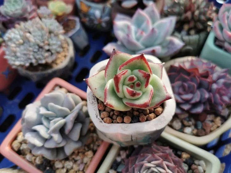 我和多肉,我与多肉