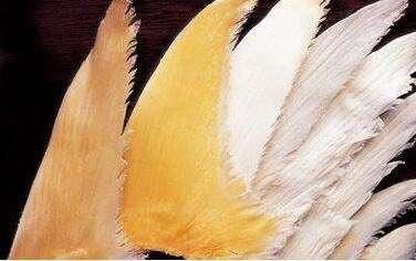 哪种鱼的鱼翅营养,鱼翅是啥东西
