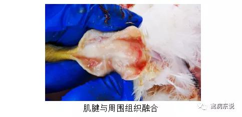 禽病防治抖音,禽疾病防控指南