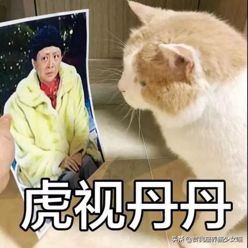 猫突然打了个喷嚏是怎么回事,猫怎么突然打了个喷嚏