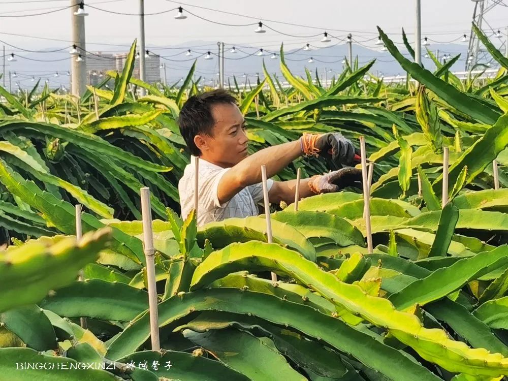 做把“村姑”，走进海南灯火灿烂的火龙果园