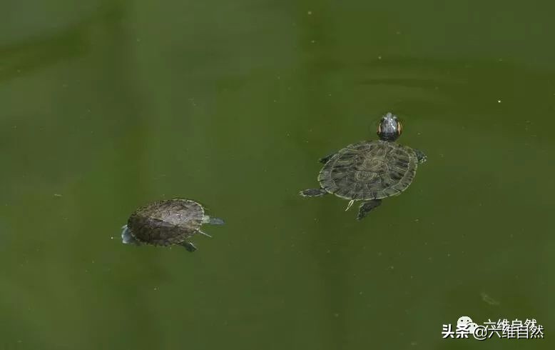 巴西龟太无情，成年龟组队联手咬死同类小龟，却不吞食不是为食物