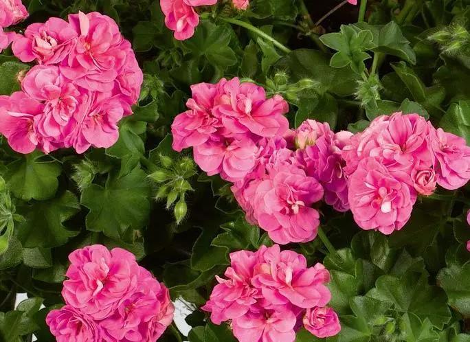 10种天竺葵,天竺葵100种图片大全