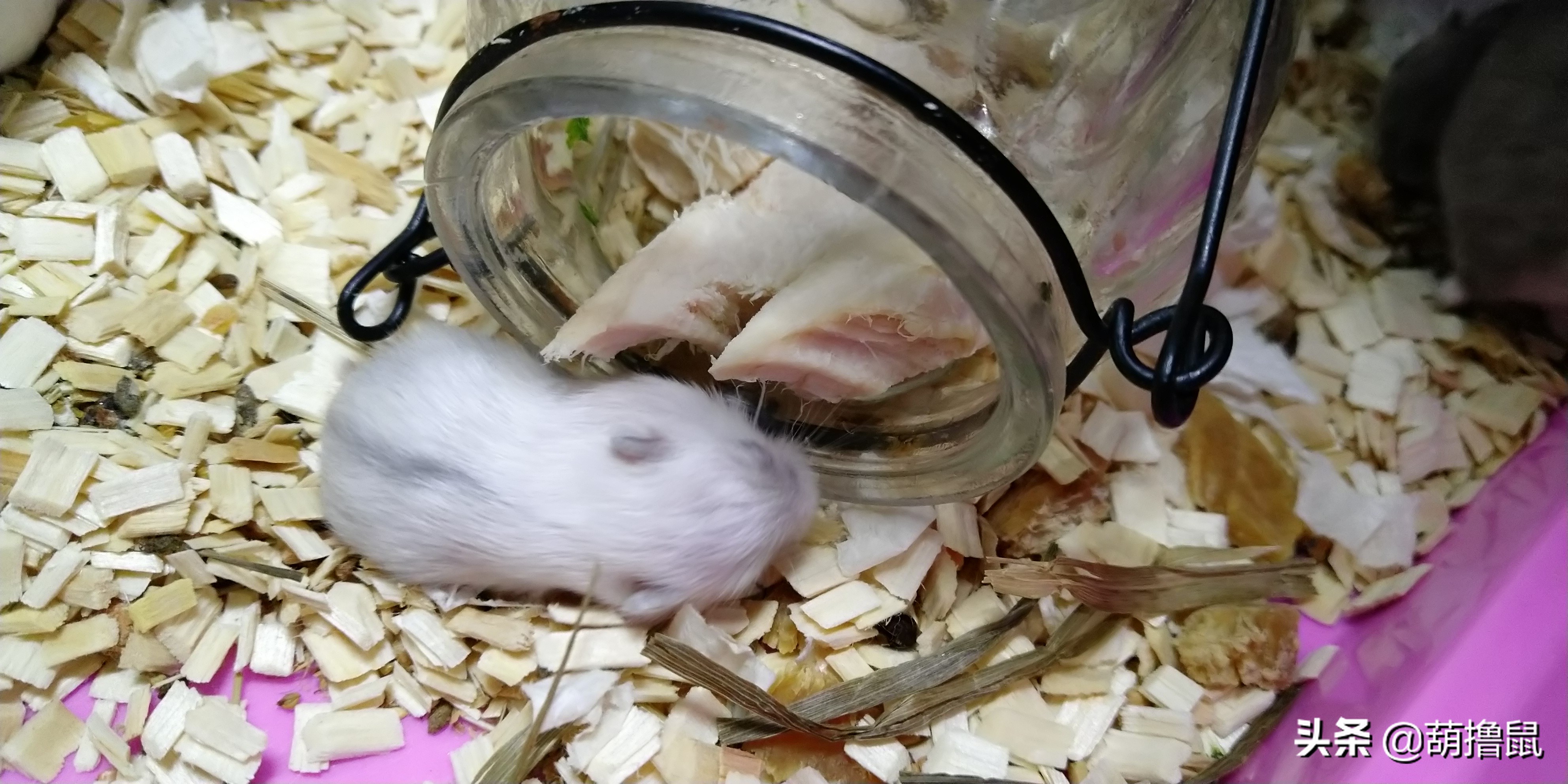 仓鼠怀孕注意事项和禁忌,仓鼠怀孕后一定要分开养吗