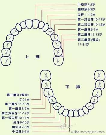 口腔换牙知识讲座,儿童牙科口腔知识