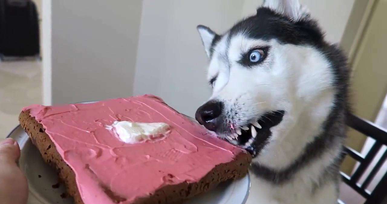 3分钟教你了解狗狗的性格,怎么告诉狗狗多喝水