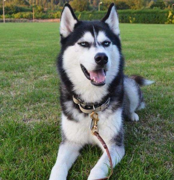 养哈士奇的好处,养哈士奇有什么好处