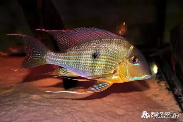 食土鲷一般多大尺寸,食土鲷哪个品种小一点