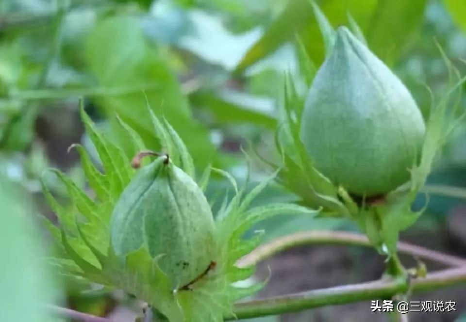 植物生长调节剂催熟,有催熟作用的植物生长调节剂