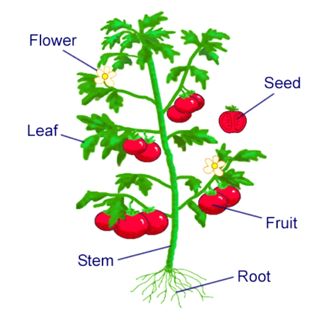口语卡片12张！英语学习必备！值得收藏