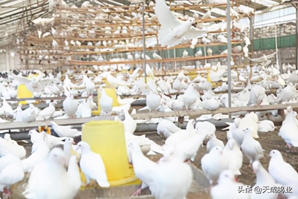 肉鸽养殖前景分析报告,云南肉鸽养殖前景