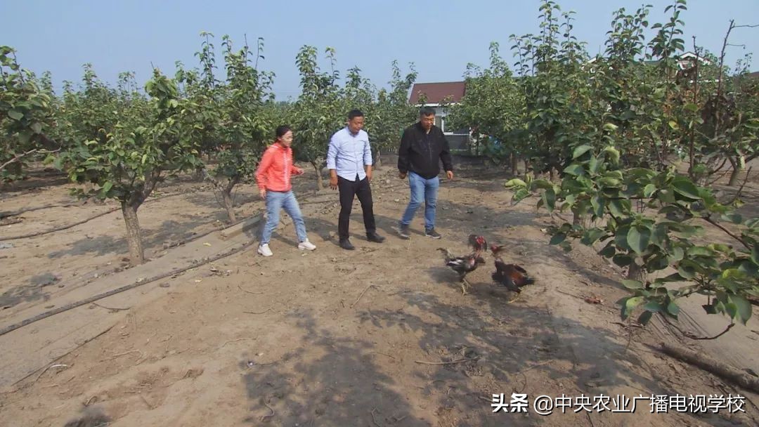 田间示范秀养鸡视频,田间示范秀节目