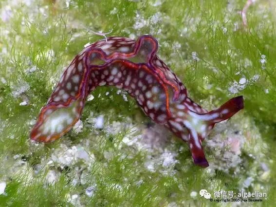 海蛞蝓利用什么进行光合作用,海蛞蝓的繁衍方式