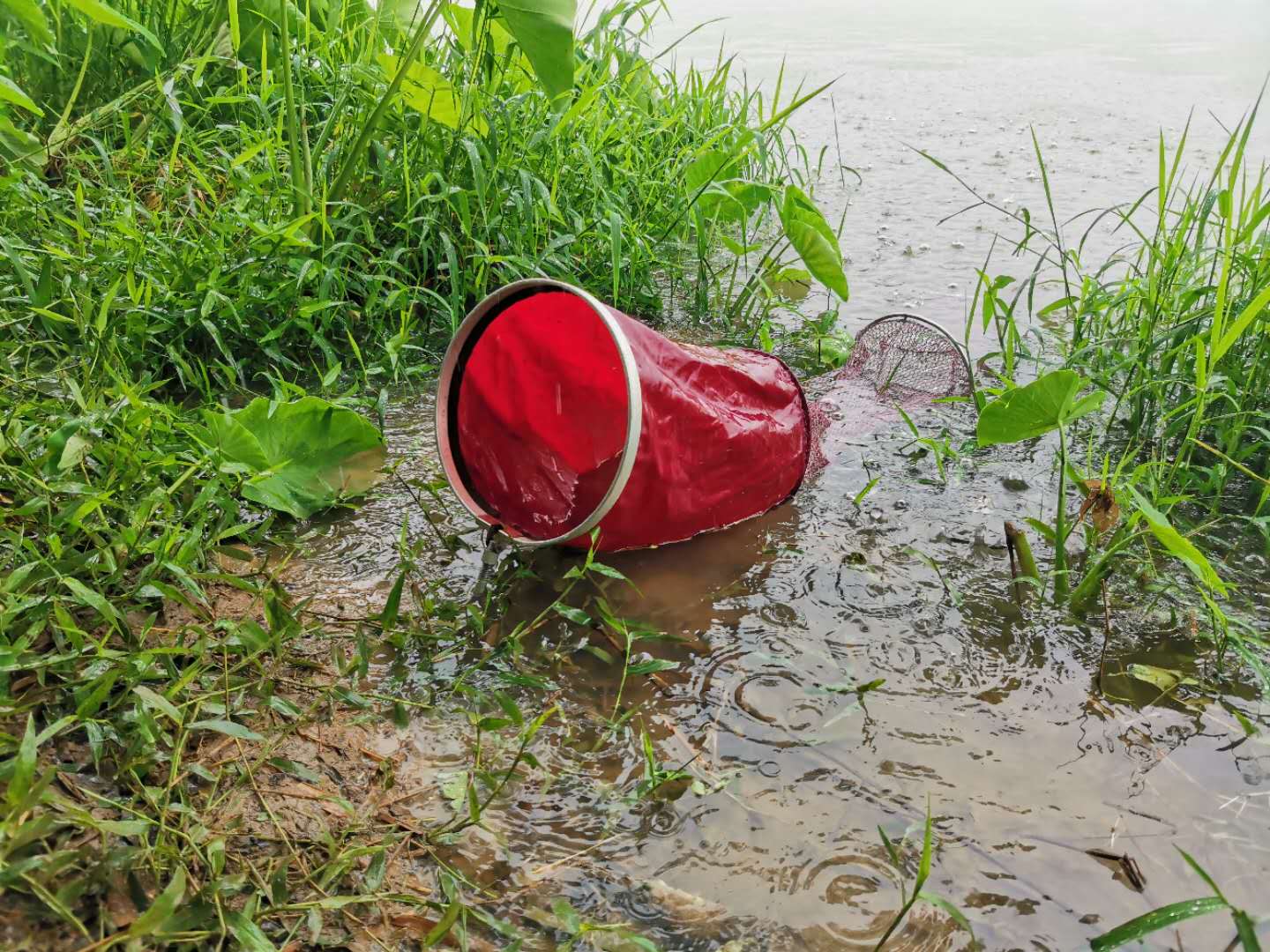 钓土鲮遇到小罗非多怎么办,小罗非闹窝用麻团钓法