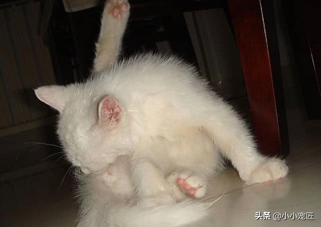 猫屁股的三大秘密,猫咪屁屁的颜色