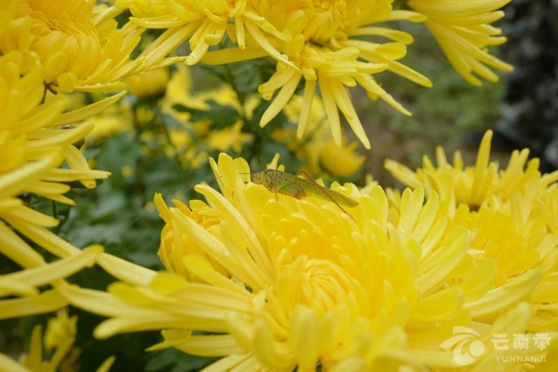 疫情宅家之宝：清热降火、舒肝明目一朵花就能泡一壶茶