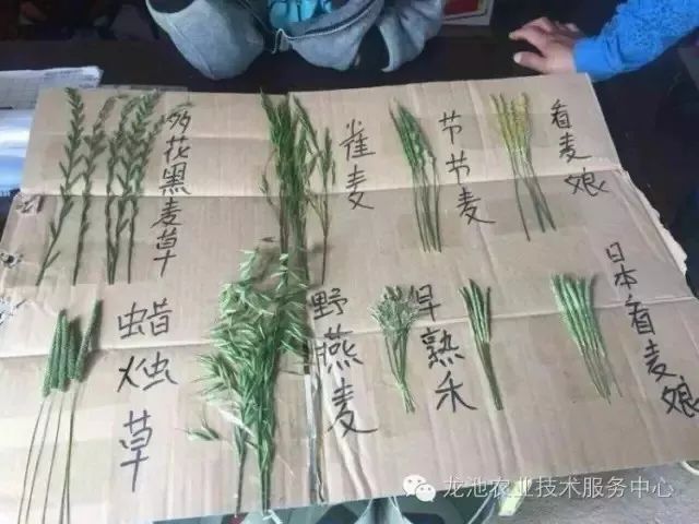 燕麦雀麦和节节麦的区别图谱,火眼金睛快速识别