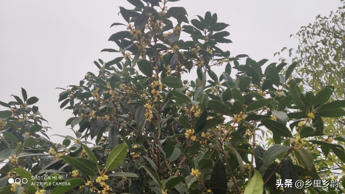 移栽过桂花树大量落叶怎么回事,移栽桂花树叶子掉光第二年发芽