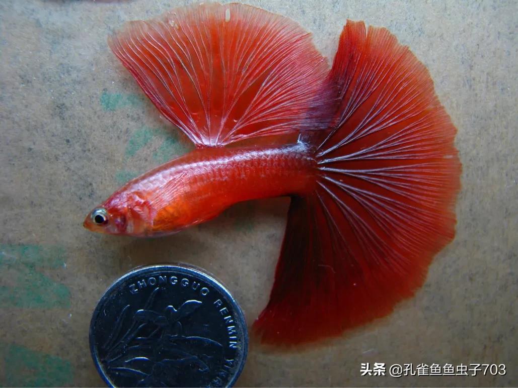 孔雀鱼为什么要剪鳞片养,孔雀鱼剪尾是什么原因