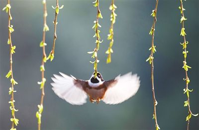 咏柳是曾巩写的还是贺知章写的,贺知章咏柳和曾巩咏柳的异同