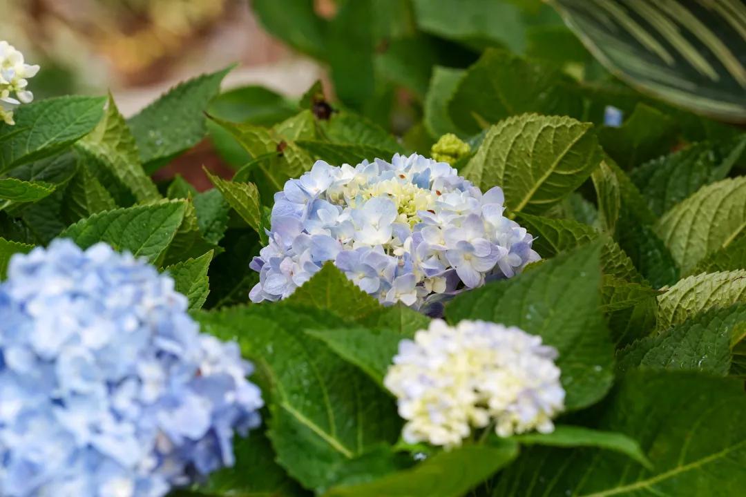 广州花海最新视频,广州花海大片蔚为壮观