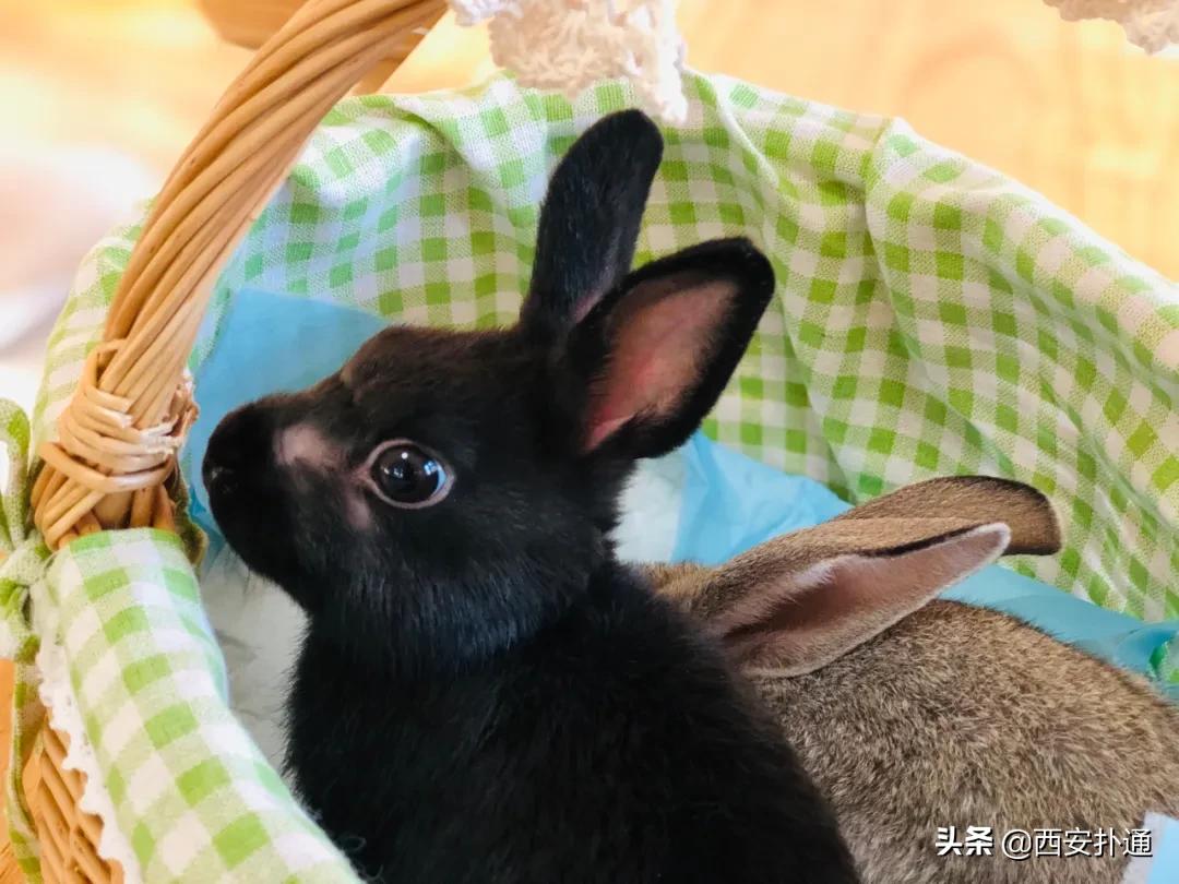 西安撸兔店,西安撸兔体验馆团购