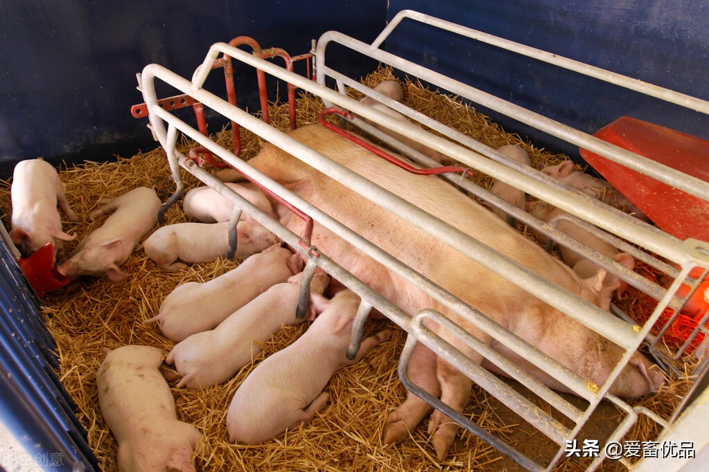 母猪子宫炎症用什么药,母猪得了子宫炎用什么药最好