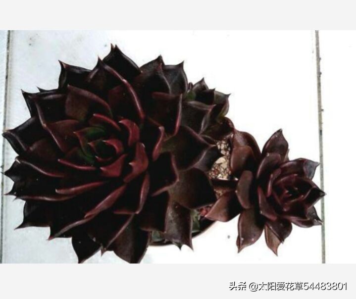 黑王子怎么养护多肉,多肉植物黑王子怎么养护视频讲解