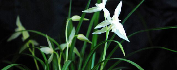 兰花叶子发黄怎么办,兰花叶子尖发黑枯萎像烧焦