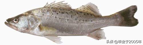 辽宁的水产品有哪些,辽宁常见的鱼