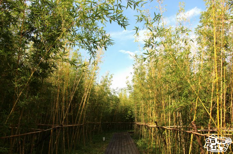 庐阳老城内藏着一处最大的综合性森林公园，人少景美，关键还免费