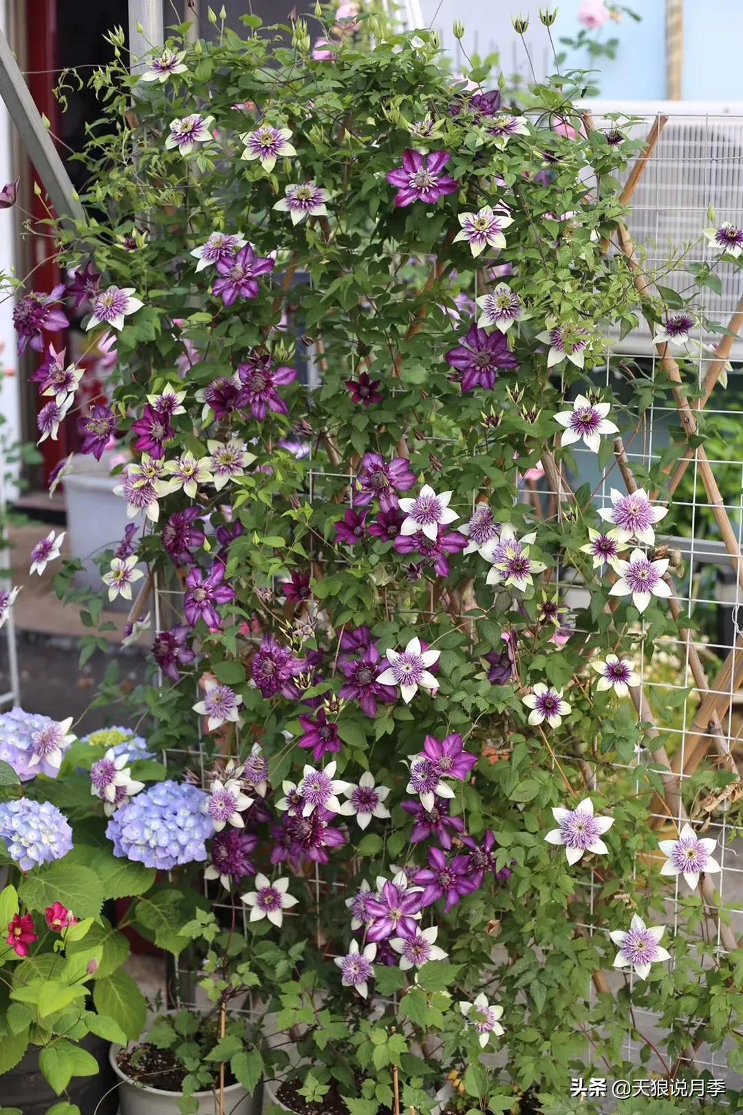 别人做梦都想要的花墙，他早就用铁线莲实现了