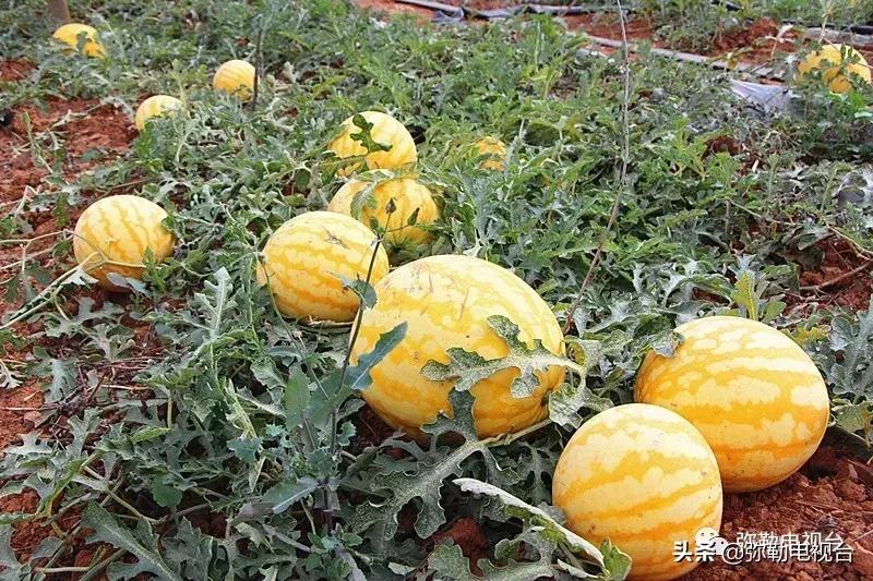 弥勒千亩西瓜熟了！黄心瓜、红心瓜、小香瓜…你喜欢哪种？