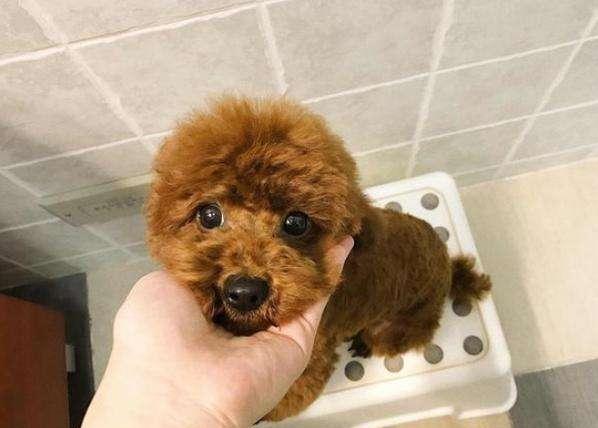 贵宾犬面对主人哭泣时的几种表现,贵宾犬忠诚于你的5大表现是什么