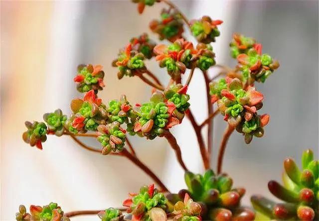 易群生的多肉,多肉小巧易群生