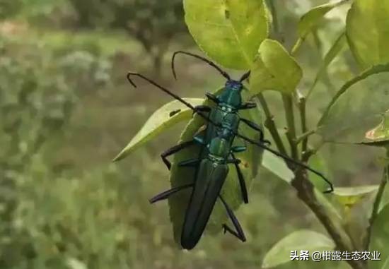 柑橘种植技术及病虫防治,种柑主要病虫害